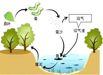 红树林湿地生态系统的自然保护与管理