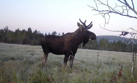 内蒙古室韦自治区级自然保护区生态修复成效显著，珍稀物种再现生机