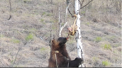 内蒙古室韦自然保护区生态修复成效显著，珍稀物种再现生机