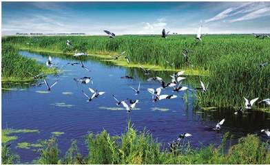 自然生态系统的价值、效率与保护管理