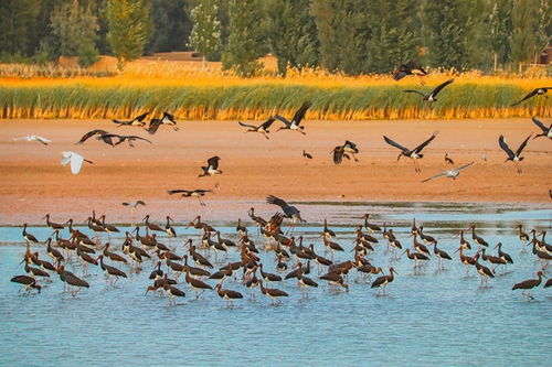 深化生物多样性保护，提升湿地生态系统质量——张掖黑河湿地国家级自然保护区的创新实践